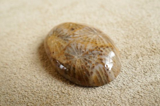 フォッシルコーラル(Fossil Corl)